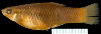 Media type: image; Ichthyology 6403
